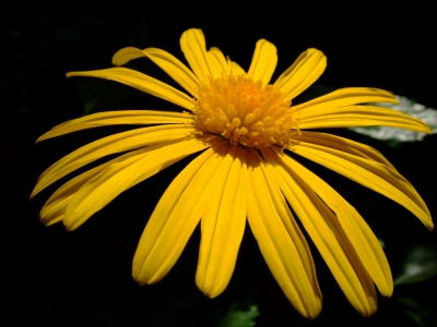 Gelbe Blume im Schatten