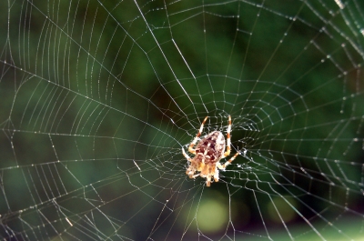 Spinne mit Netz