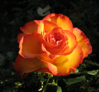 Rose, gelb- rot  5