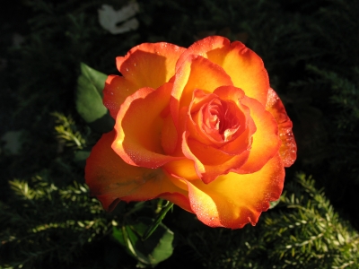 Rose, gelb-rot 7