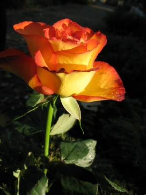 Rose, gelb-rot 10