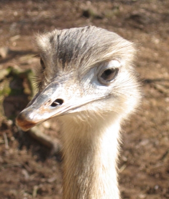 Vogel Strauß