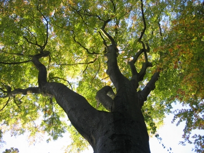 Herbstbaum