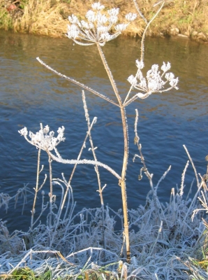 Eisblume