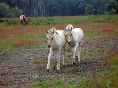 Wildpferde Fohlen