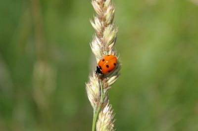 Marienkäfer