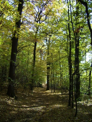 Herbstspaziergang_1