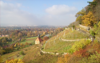 Königliche Weinberge in Pillnitz