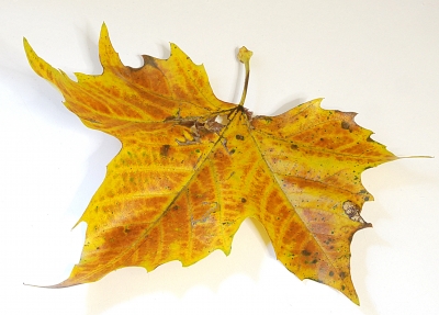 Platanenblatt in Herbstfärbung
