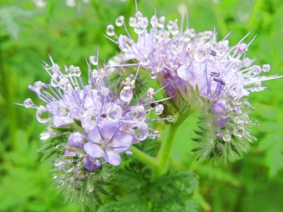 Blüte mit Regentropfen