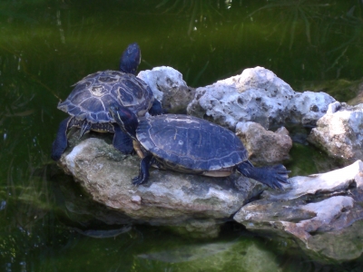 Schildkröten