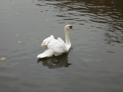 Schwan