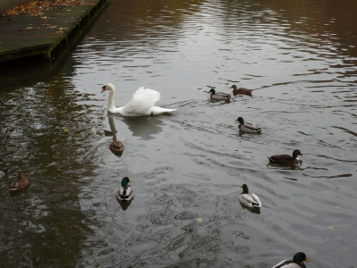 Schwan  u. Enten