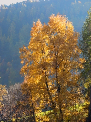 Bäume im Herbstkleid