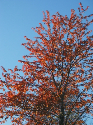 Baum  im Herbstkleid