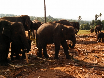Elefantenwaisenhaus