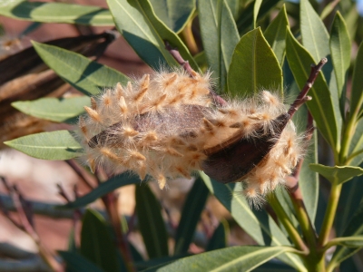 Oleander im Januar