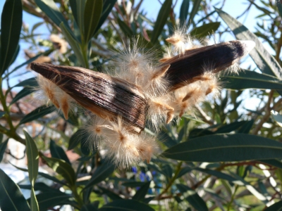 Oleander im Januar 2