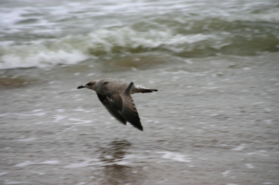 Fliegende Möwe 1