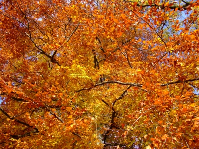Herbstfarben_03
