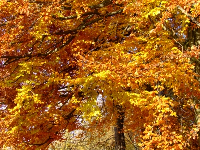 Herbstfarben_04