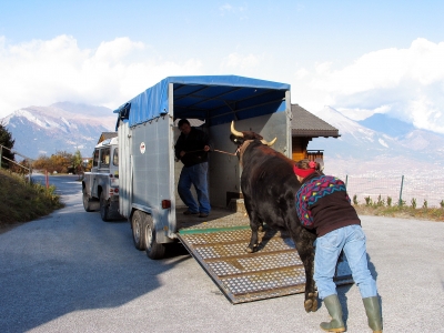 Ende der Alpwirtschaft - 600 Kilo sind in den Stall zu transportieren