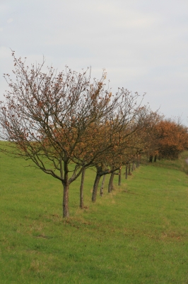 Obstbaumreihe