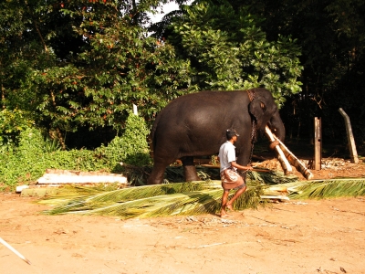 arbeitender Elefant