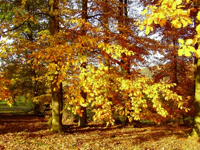 Leuchtende Buchenblätter