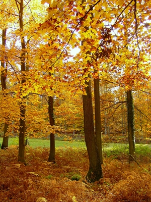 Warme Herbstfarben