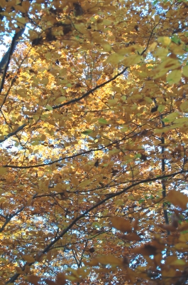 Herbstfarben VII