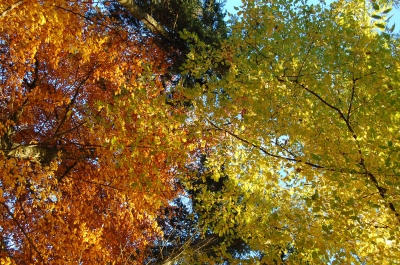 Herbstfarben VIII