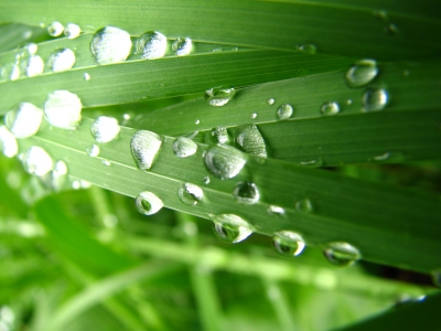 Tropfen auf Gras