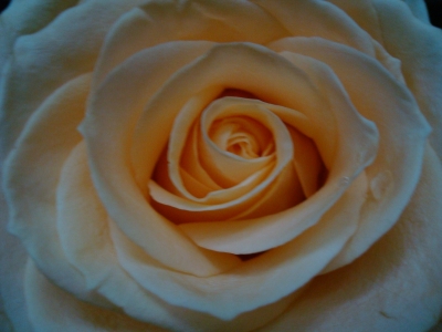 Rose Close Up