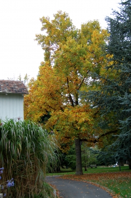 Herbst am Bodenseeufer