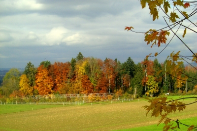 Kleiner Herbstwald