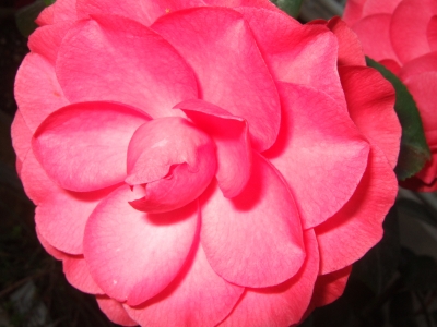 Tropische Blüte in Pink
