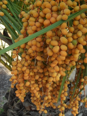 Palmenfrucht
