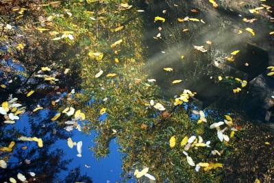 Wasserspiegelung mit Herbstlaub