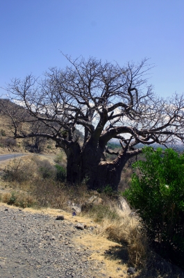 Einsamer Baum