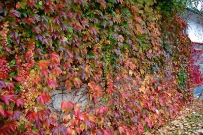 Herbstliches Weinlaub an einer Hauswand