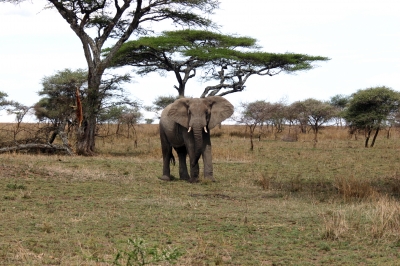 Noch ein Gigant der Savane