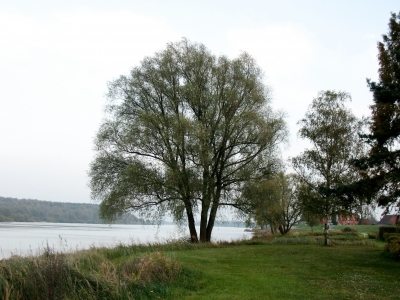 Artlenburg Baum am Elbufer