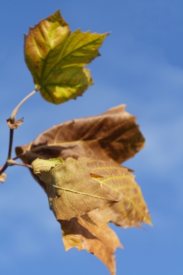 Blätter im Wind