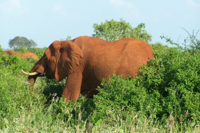 "Red Elephant" kreuzt den weg...