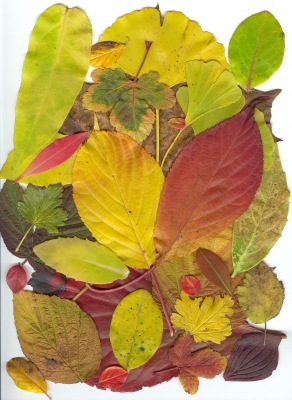 Blätter in unserem Garten 1