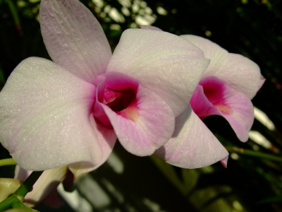 Orchidee