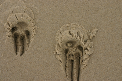 Seine Spuren im Sand