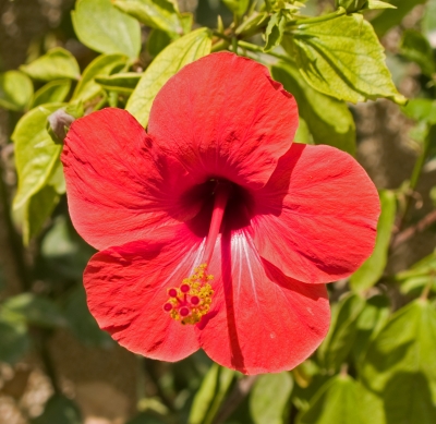 Hibiskusblüte