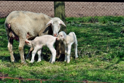Mutter Schaf mit Zwillingspaar